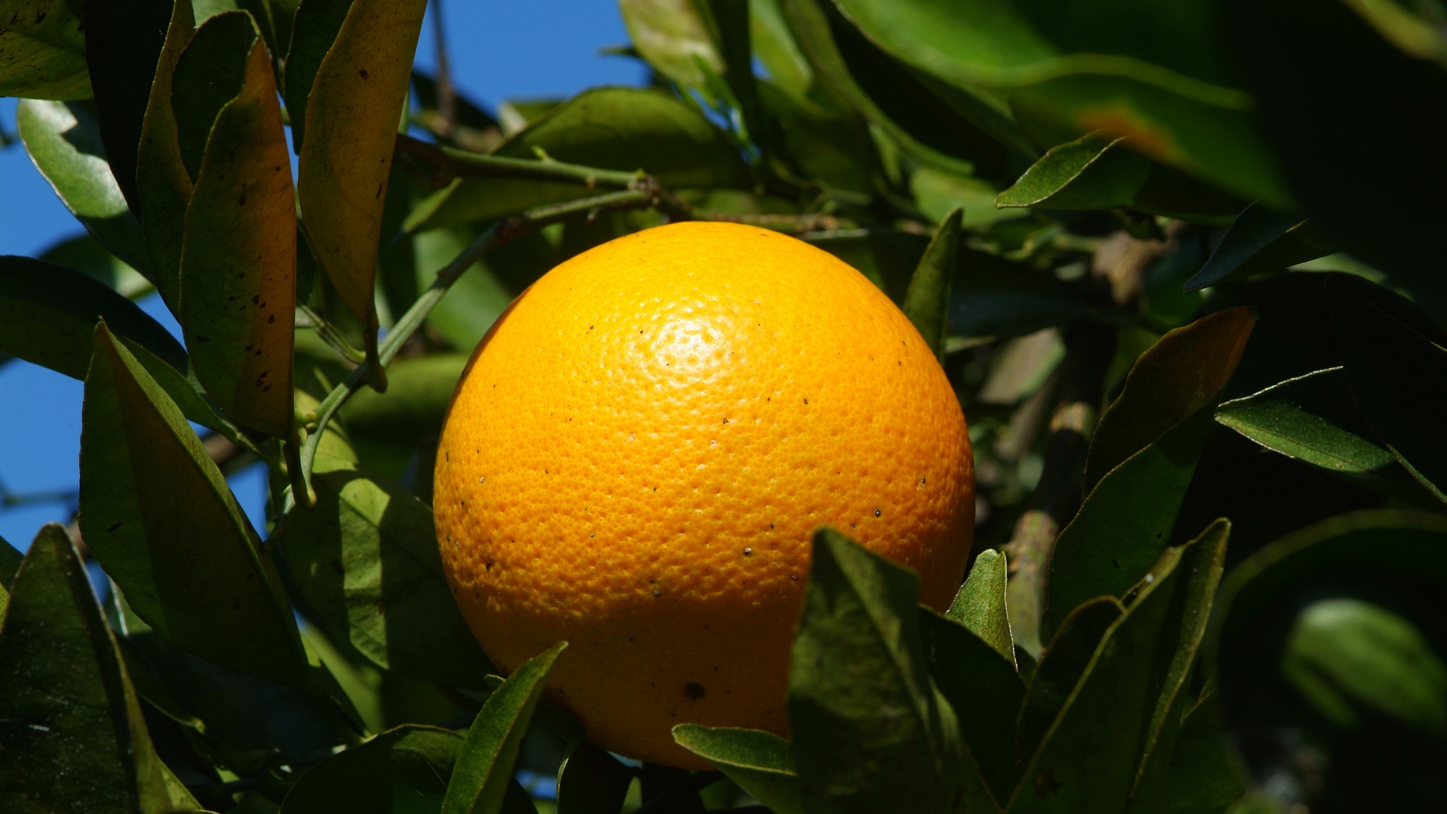 This agronomic image shows an orange.