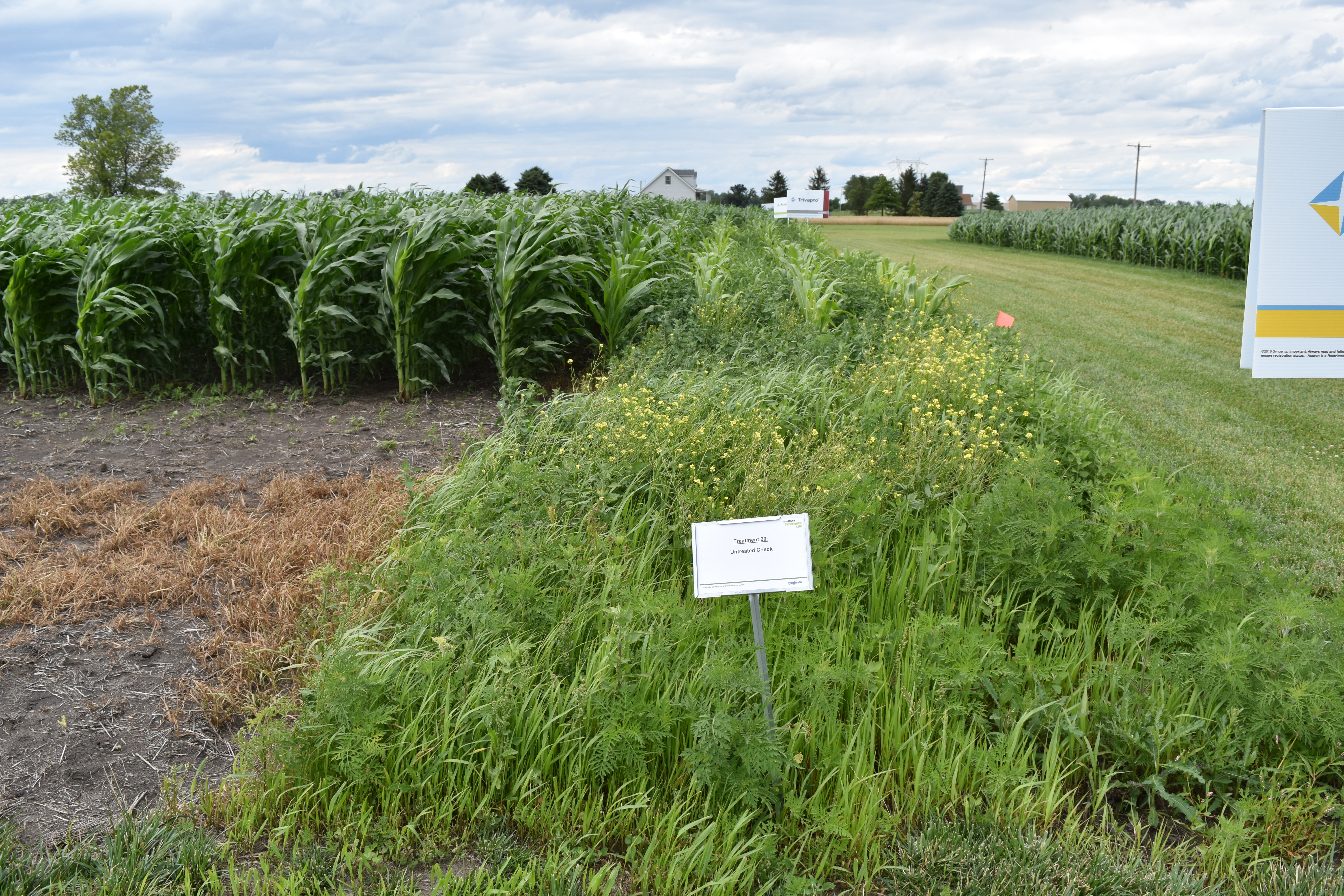 This agronomic image compares treated corn with untreated corn.