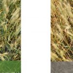This agronomic image compares Miravis Ace fungicide to Folicur.