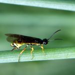 This agronomic image shows a sawfly.