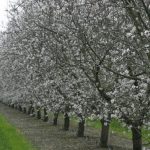 This agronomic image shows almonds in bloom