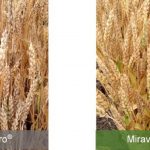 This agronomic image compares Prosaro and Miravis Ace