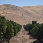 This agronomic image shows a citrus orchard.