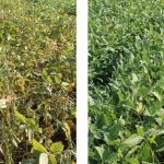This agronomic image compares untreated soybeans with soybeans treated by Miravis Top fungicide.