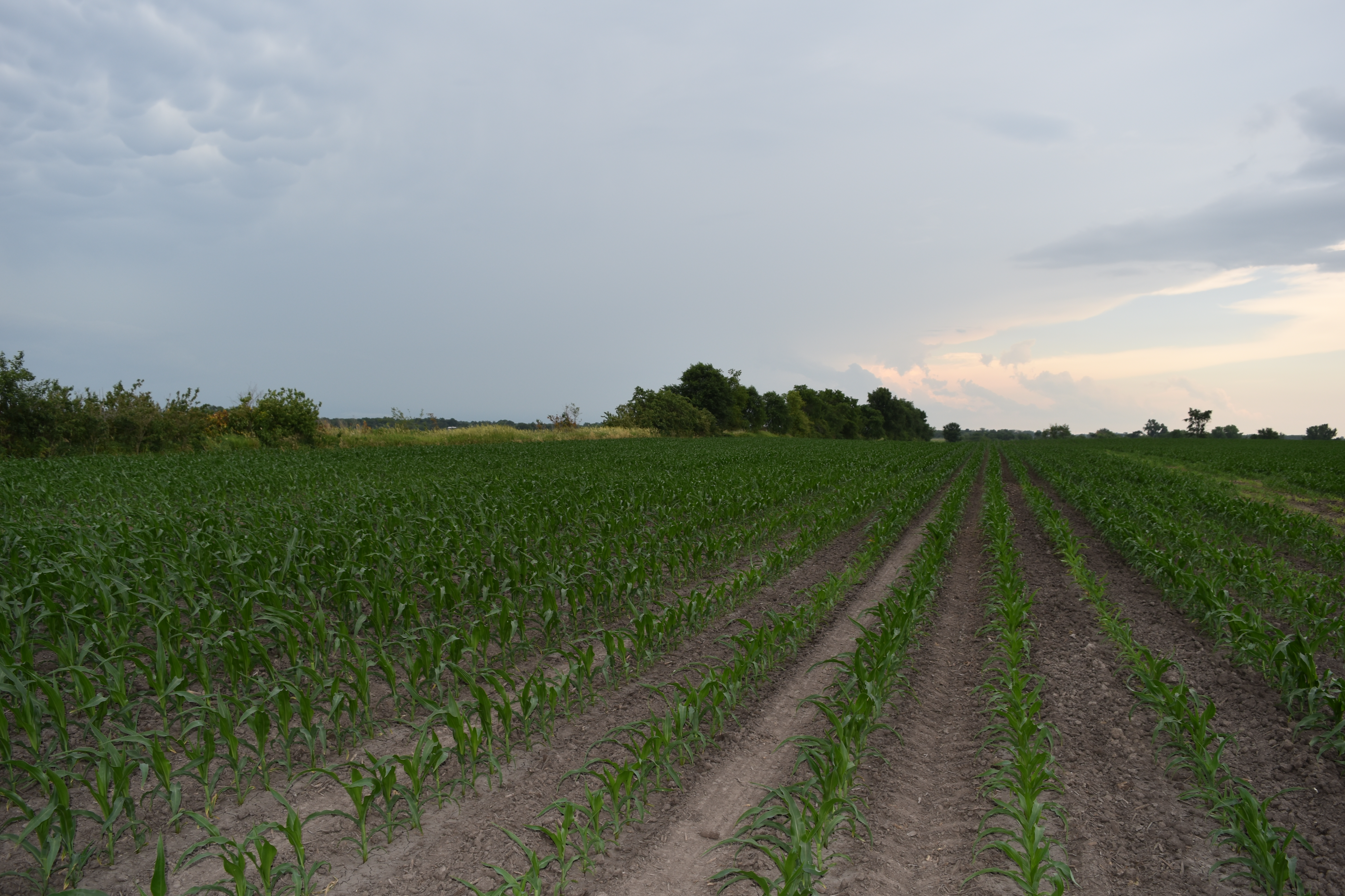 This agronomic image shows corn in a field.