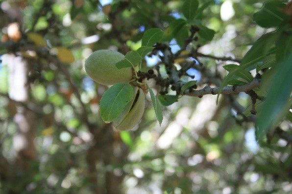 This agronomic image shows almonds.