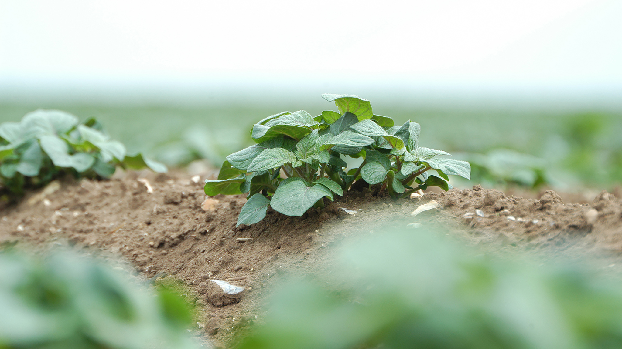 This agronomic image shows young potatoes.