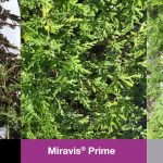 This agronomic image shows Miravis Prime compared to other fungicide products