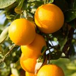 this agronomic image shows oranges