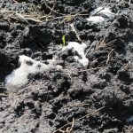 This agronomic image shows bad weather in soil