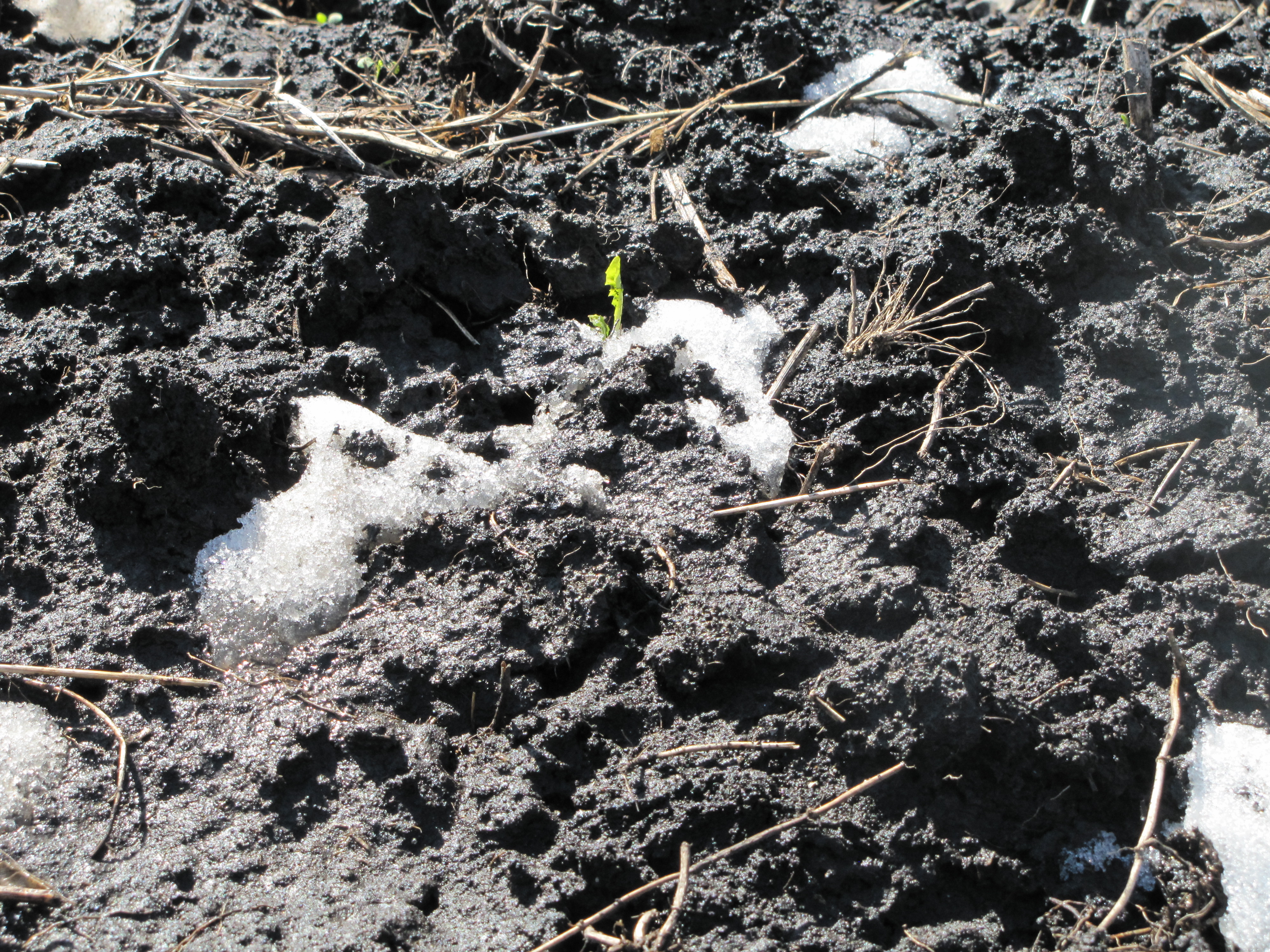 This agronomic image shows bad weather in soil