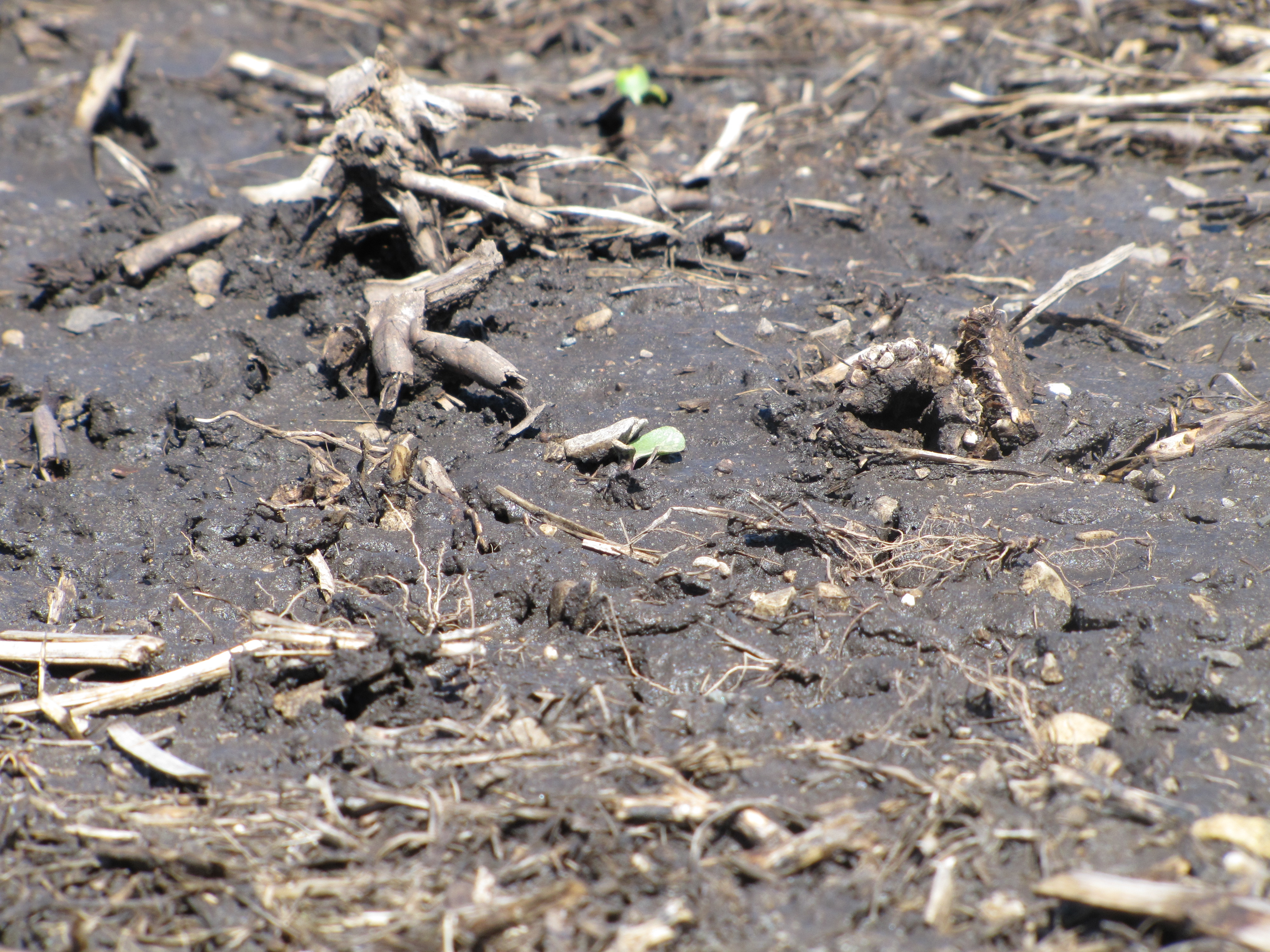 This agronomic image shows a wet field