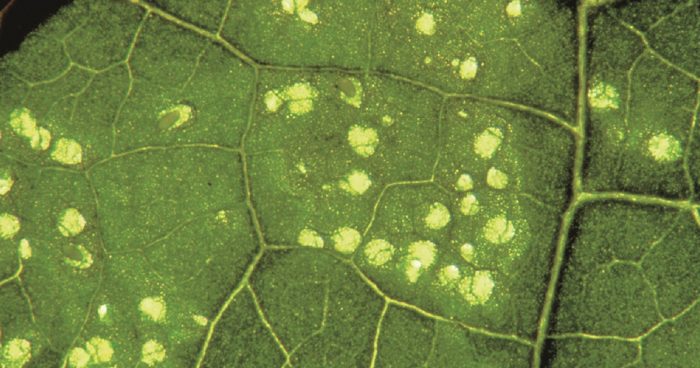 this agronomic image shows citrus leafminer damage