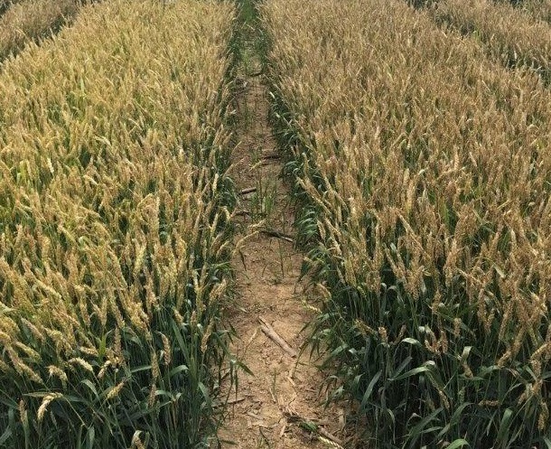 this agronomic image shows miravis treated wheat compared to untreated