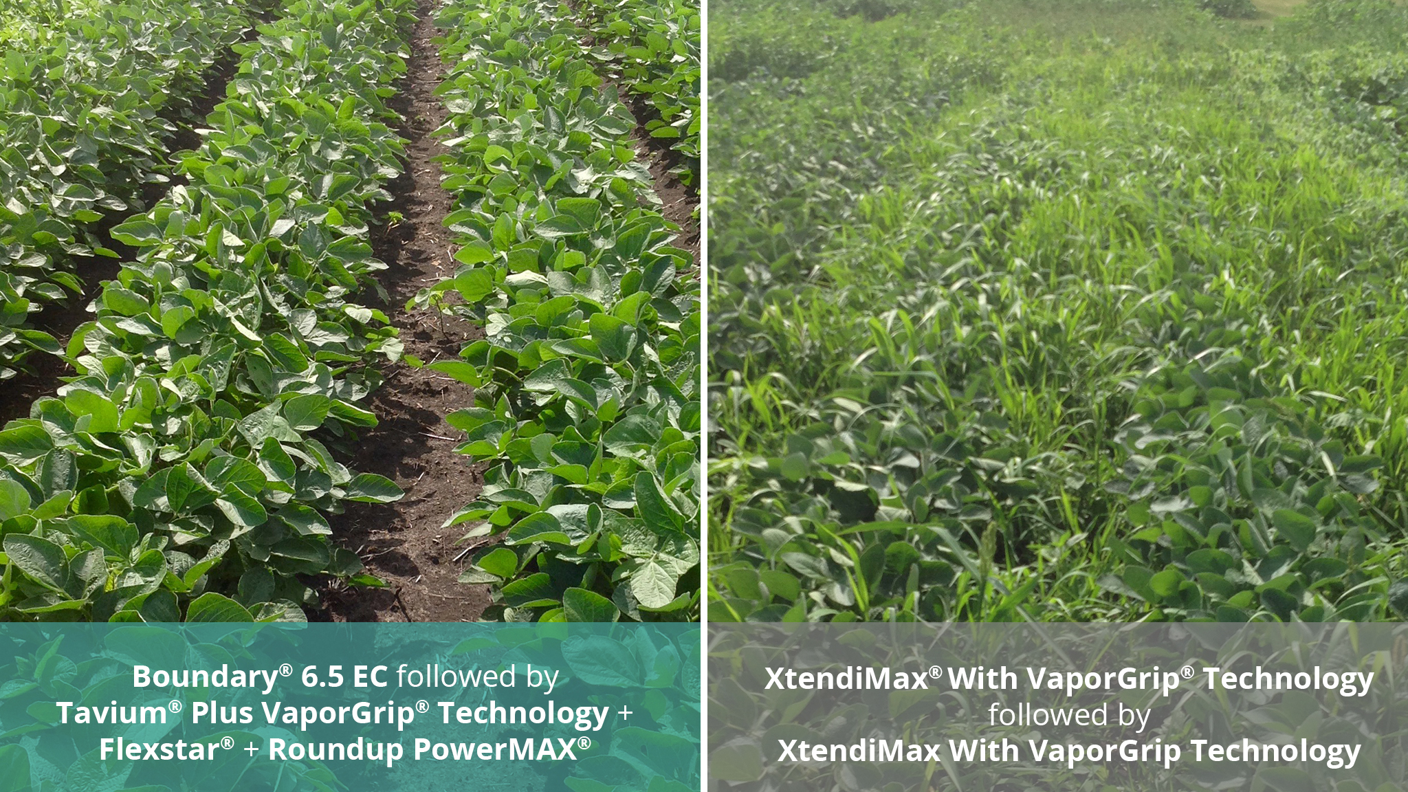 Tavium Plus VaporGrip Technology offers multiple effective sites of action to help you stay ahead of resistant weeds.