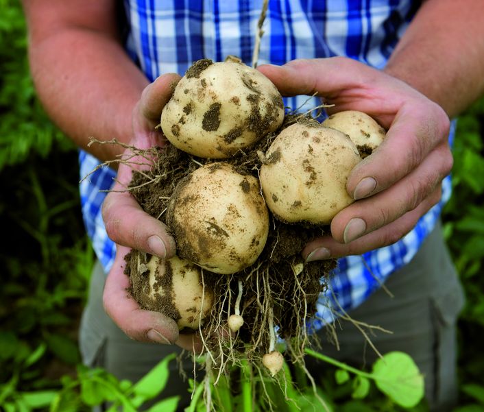 This agronomic image shows potatoes
