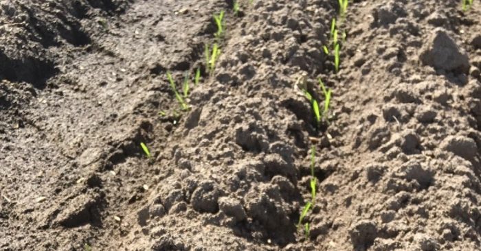 this agronomic image shows emerging wheat