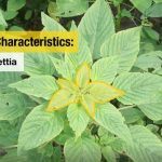 This agronomic image shows identifying characteristics for Palmer amaranth