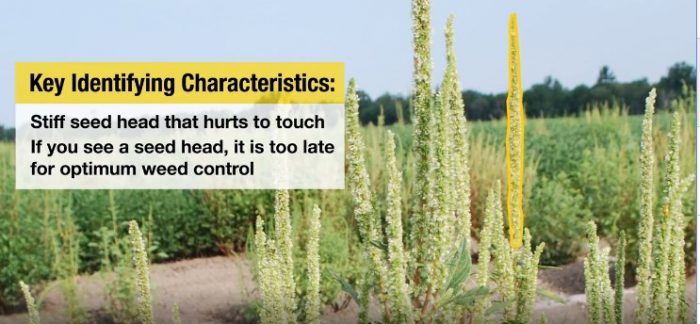 This agronomic image shows identifying characteristics for Palmer amaranth