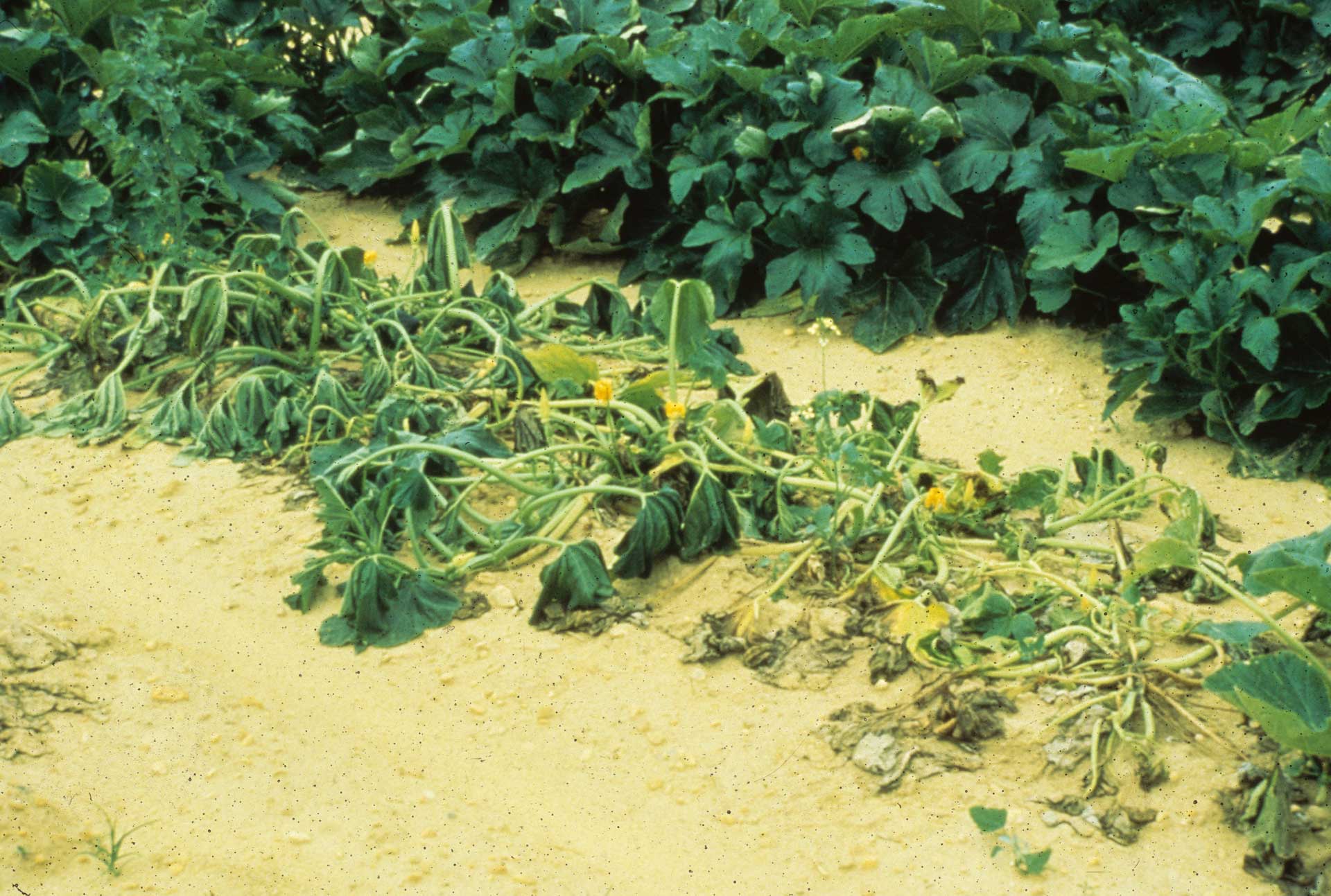 This agronomic image shows phytophthora blight in summer squash.