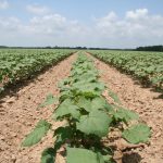 this agronomic image shows young cotton