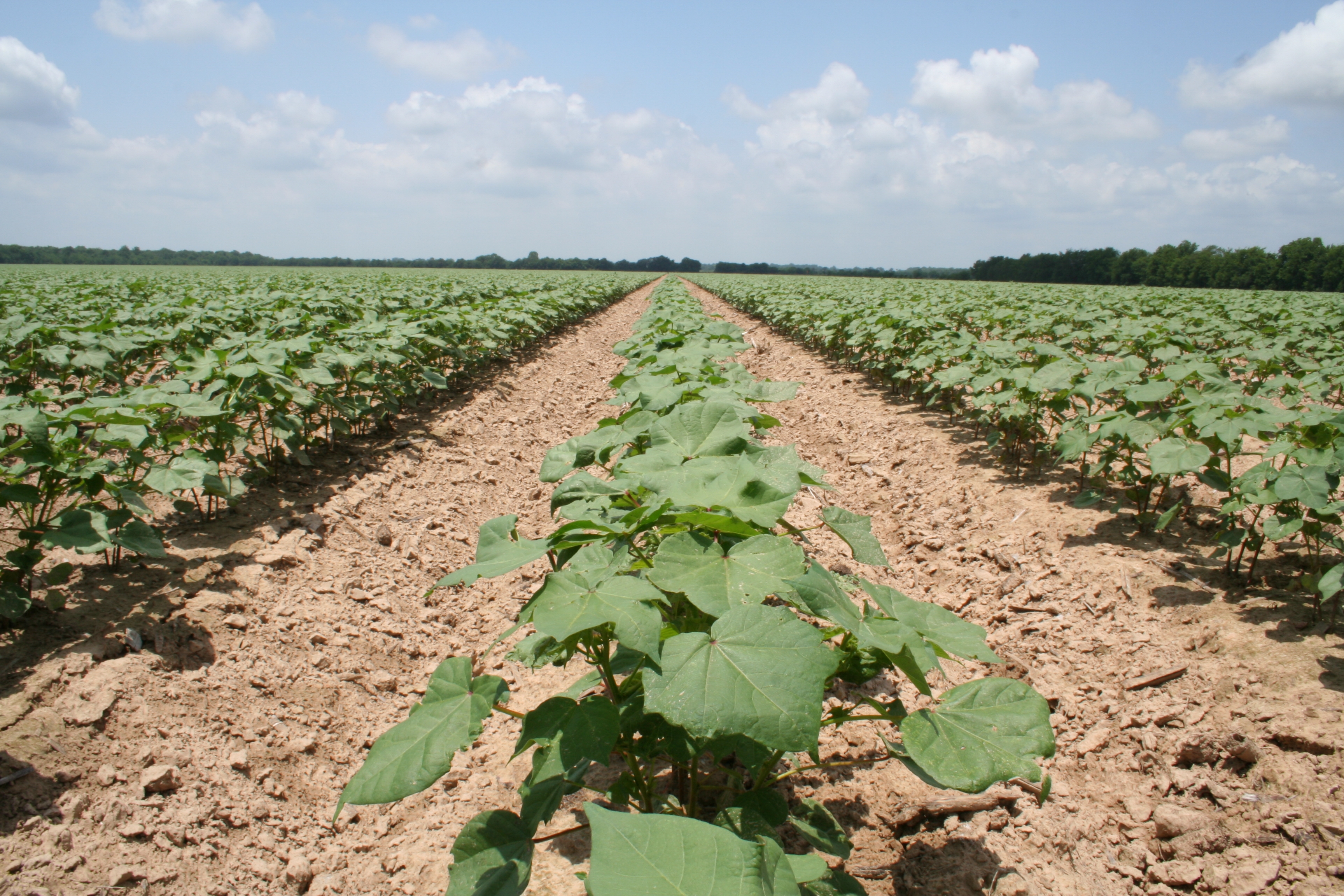 this agronomic image shows young cotton