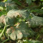 this agronomic image shows downy mildew in cucurbits