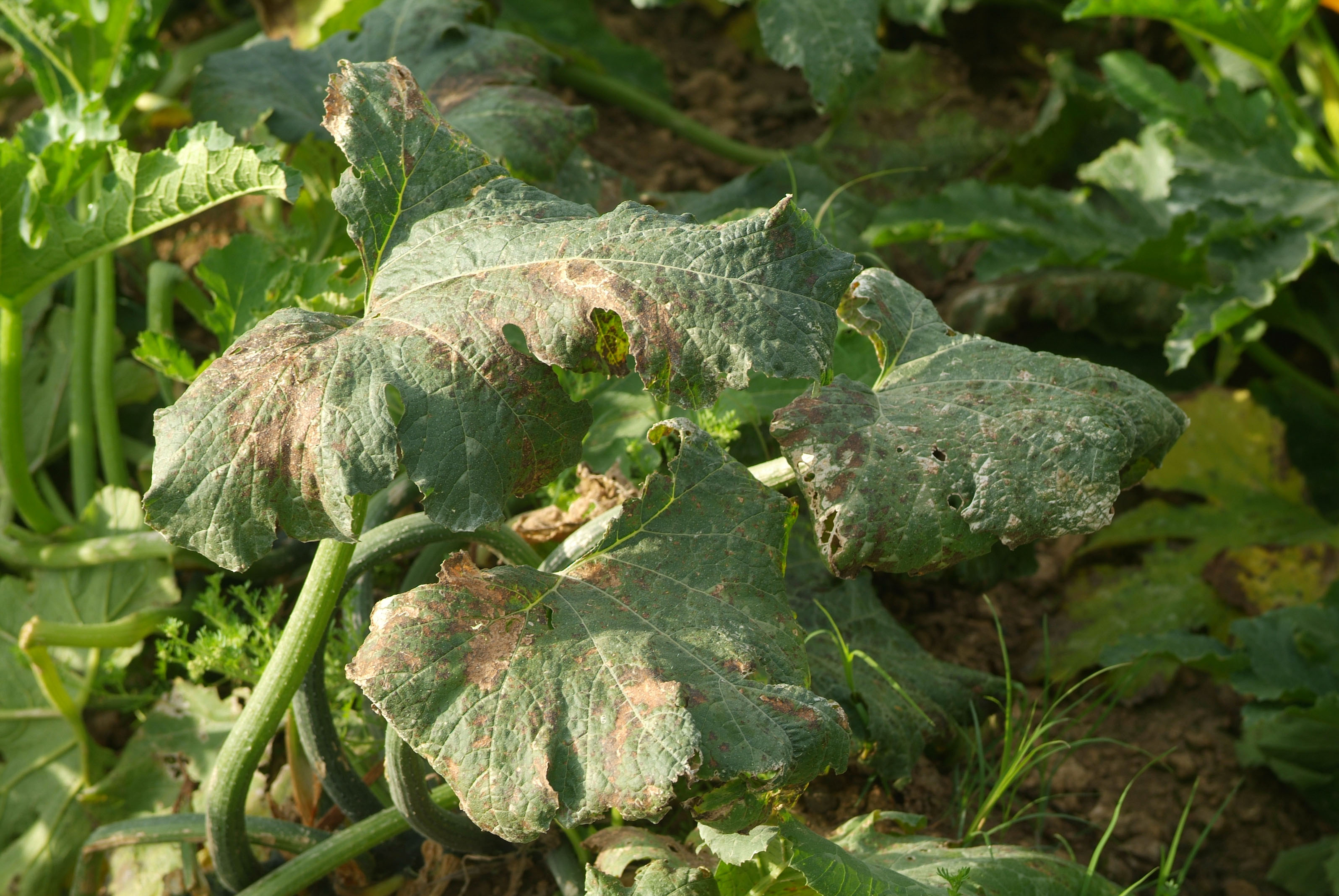 this agronomic image shows downy mildew in cucurbits