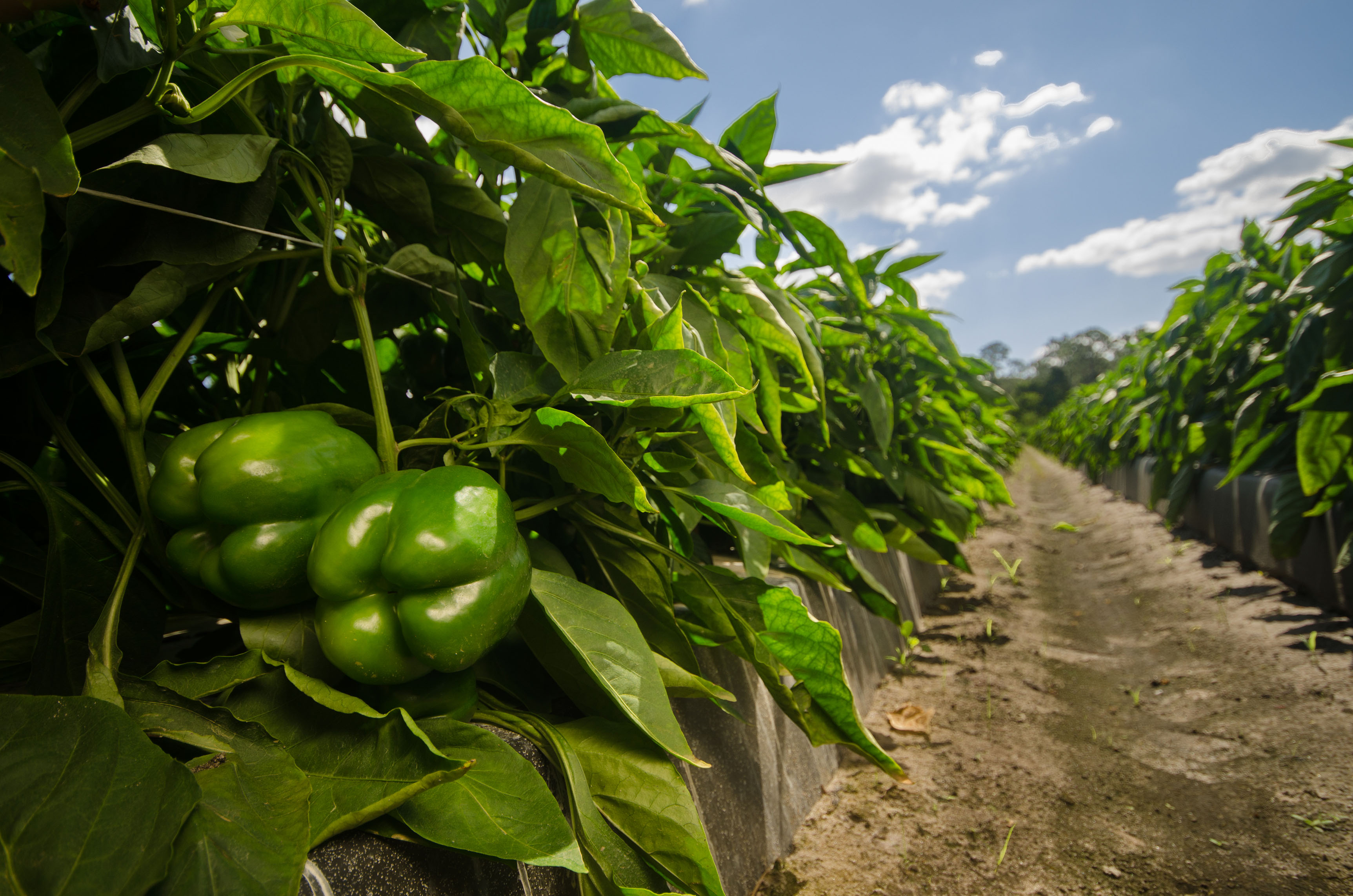 This agronomic image shows peppers
