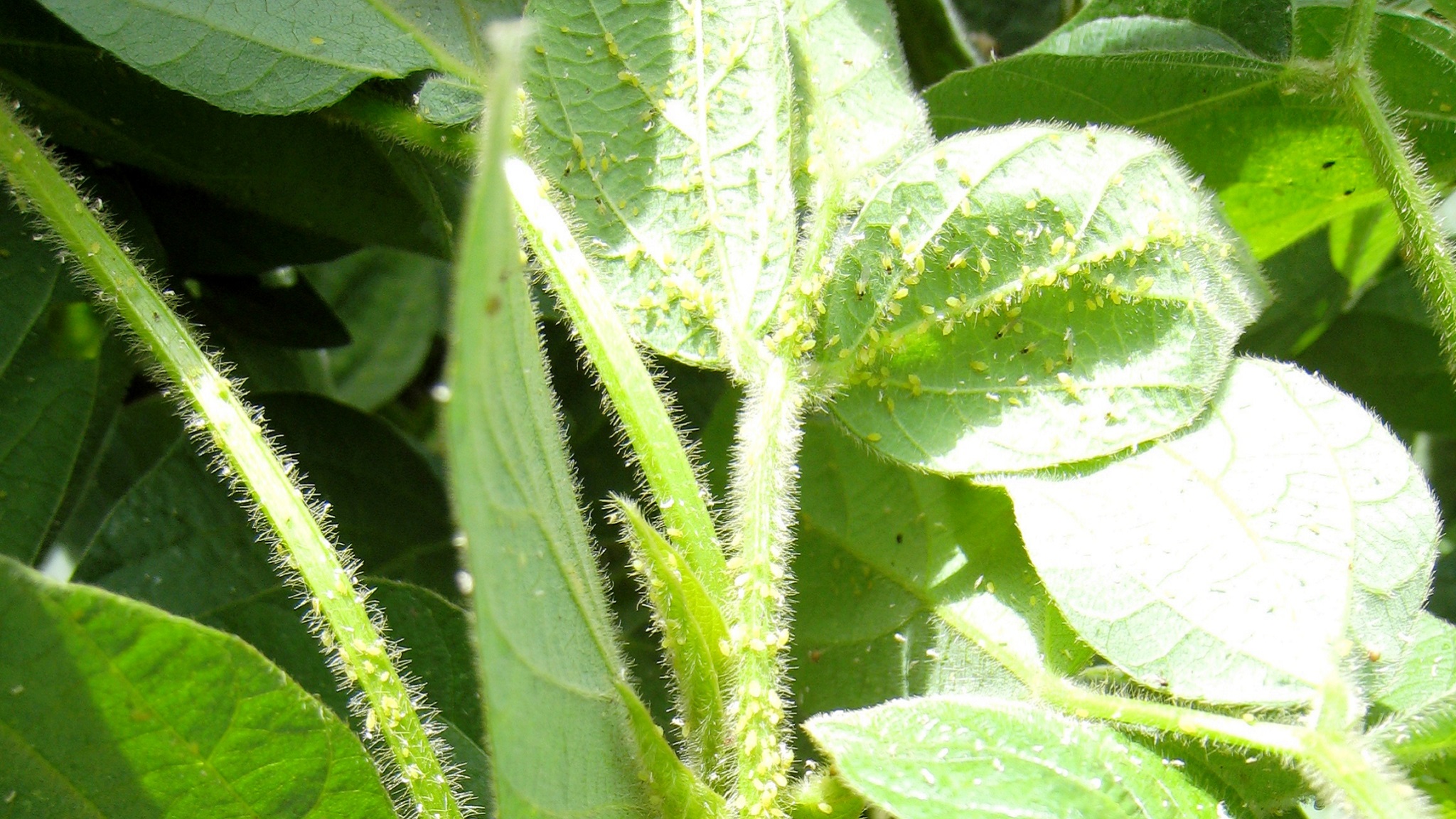 aphids on soybeans