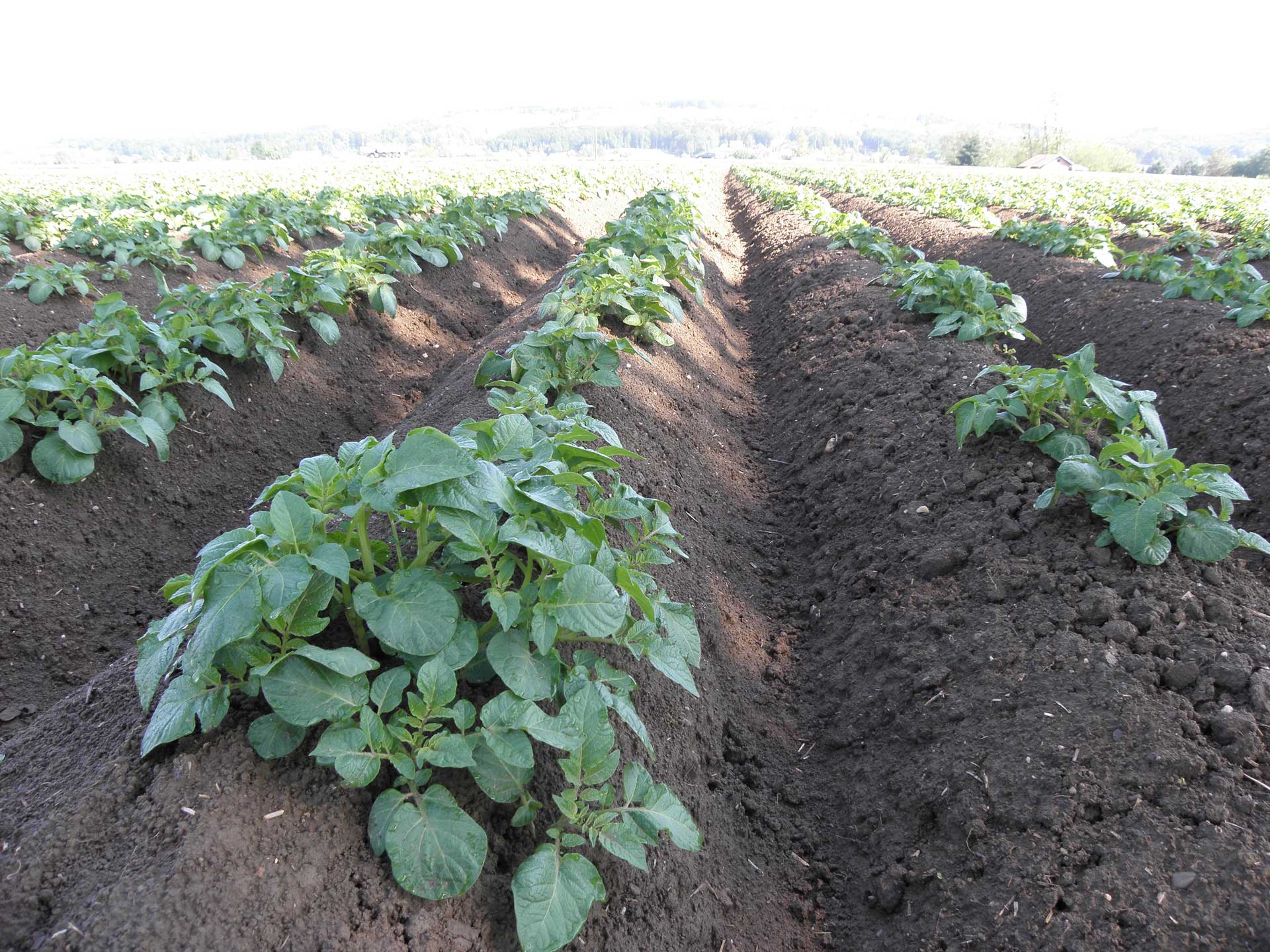This agronomic image shows young poatoes