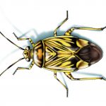 This illustrated image shows a tarnished plant bug