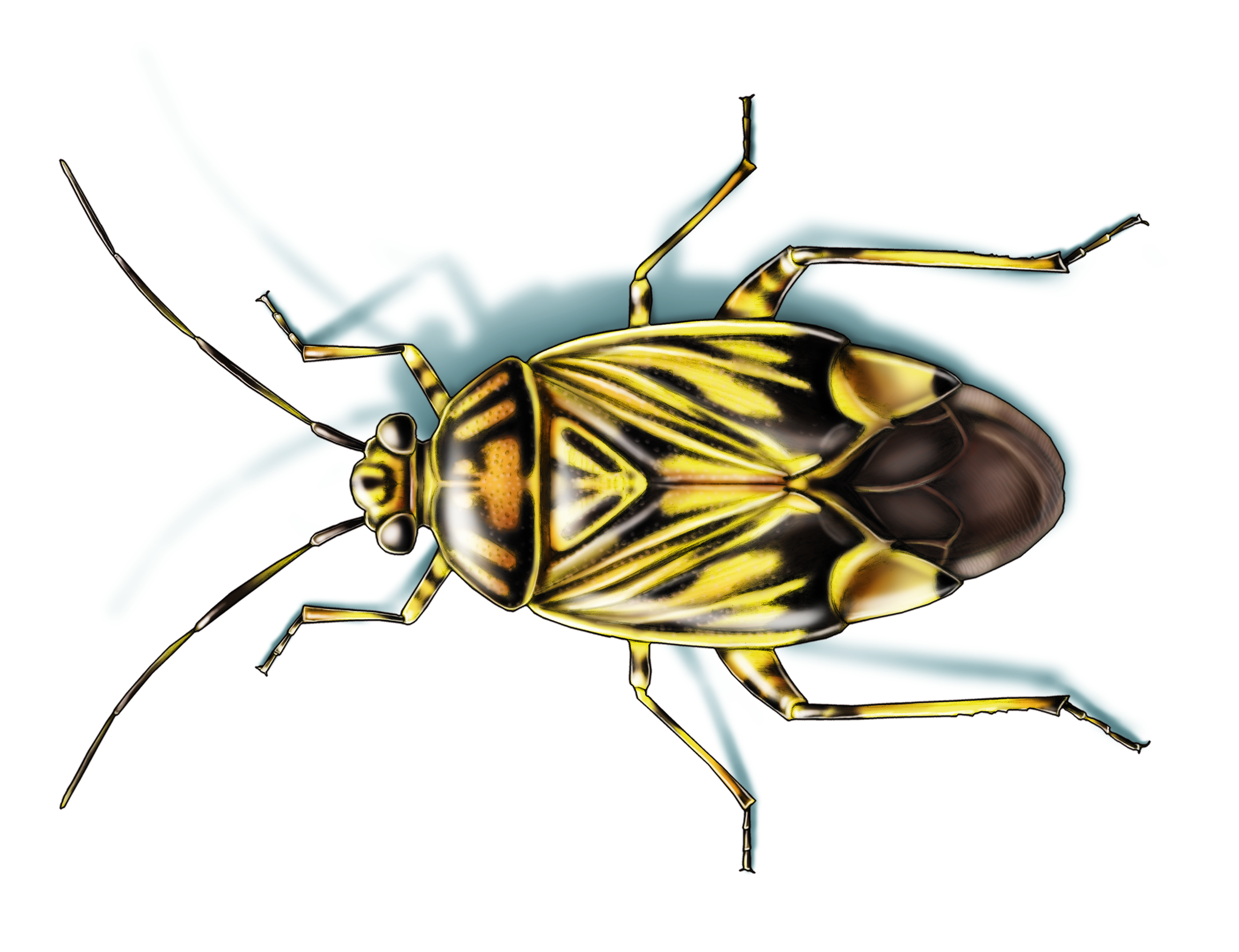 This illustrated image shows a tarnished plant bug