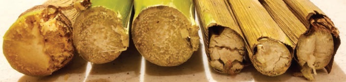 Comparison of Triivapro fungicide with untreated stalks