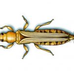 this illustration shows western flower thrips