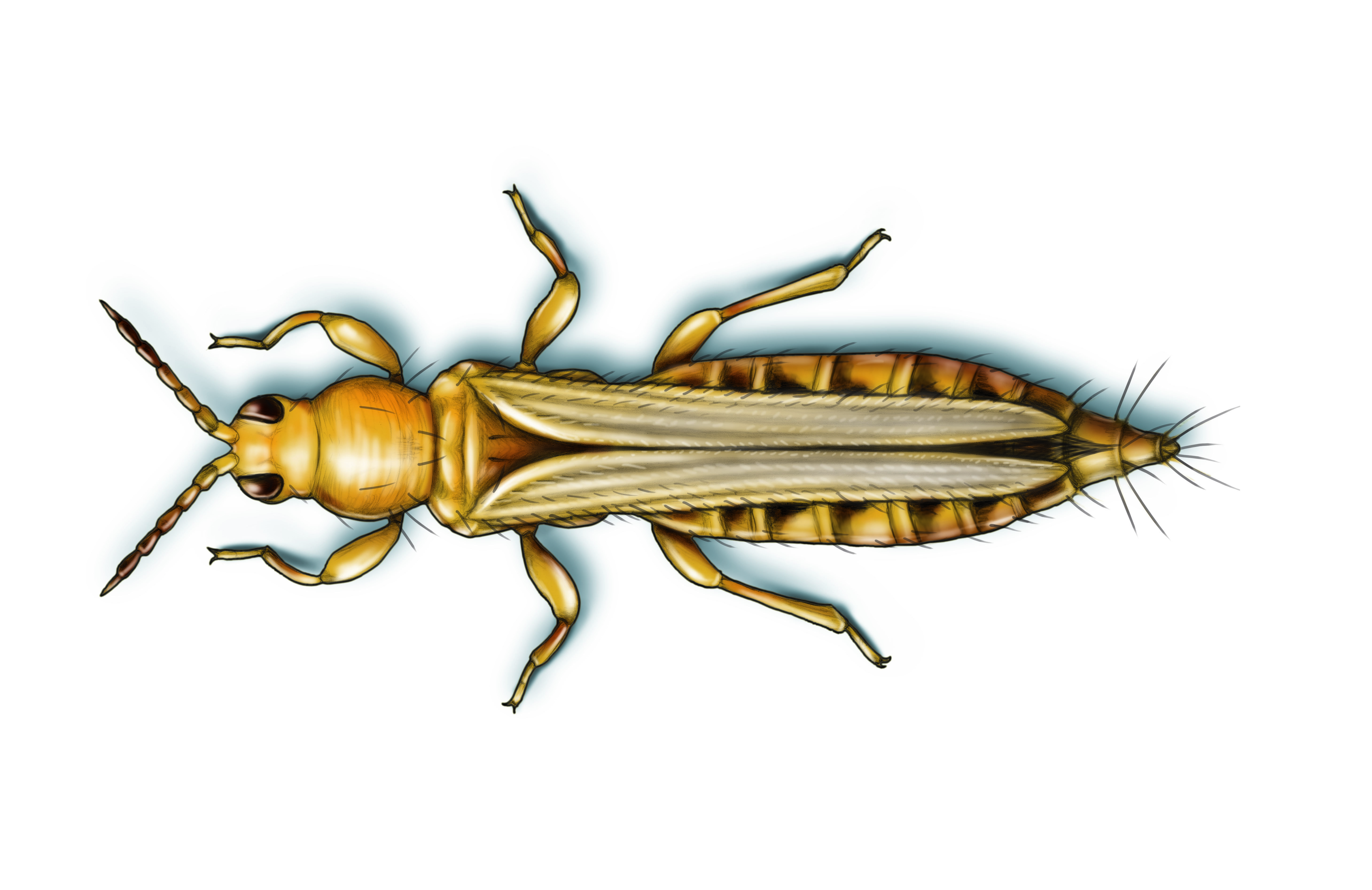 this illustration shows western flower thrips