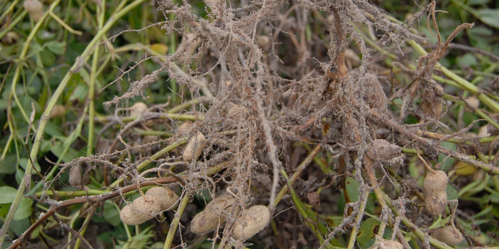This agronomic image shows white mold on peanuts