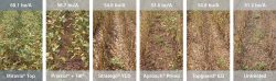 This image compares fungicides.