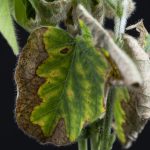this agronomic image shows sudden death syndrome on soybean leaves