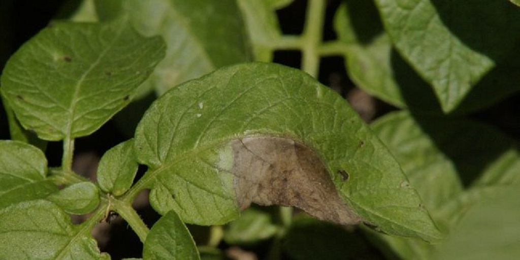 This agronomic image shows late blight