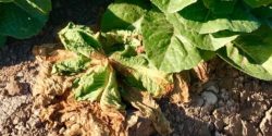 This agronomic image shows leafy veg rot