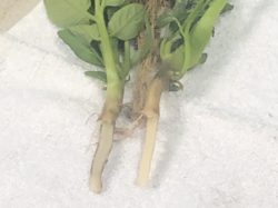Rhizoctonia potato stem damage (left) compared to a healthy stem (right)