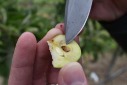 Codling moth damage in apple trees in Ephrata, WA