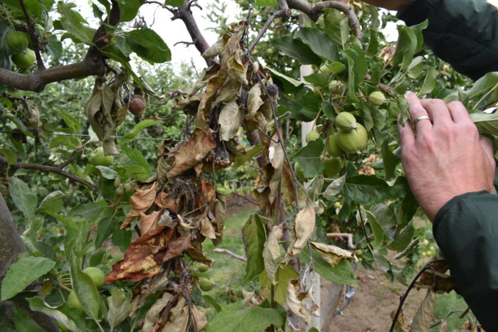 Apple tree infected with fire blight in Ephrata, WA
