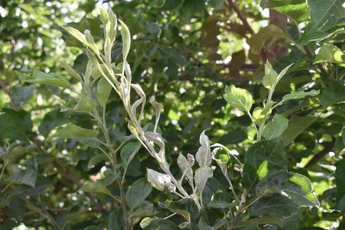 Apple tree branch infected with powdery mildew in Quincy, WA
