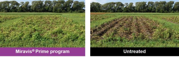 This agronomic image shows potatoes treated with the Miravis Prime program vs. untreated. 
