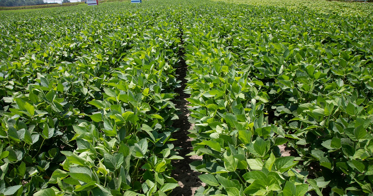 This agronomic image shows soybeans at the Kinston, NC grow more experience site