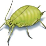 This illustrated image shows a soybean aphid.