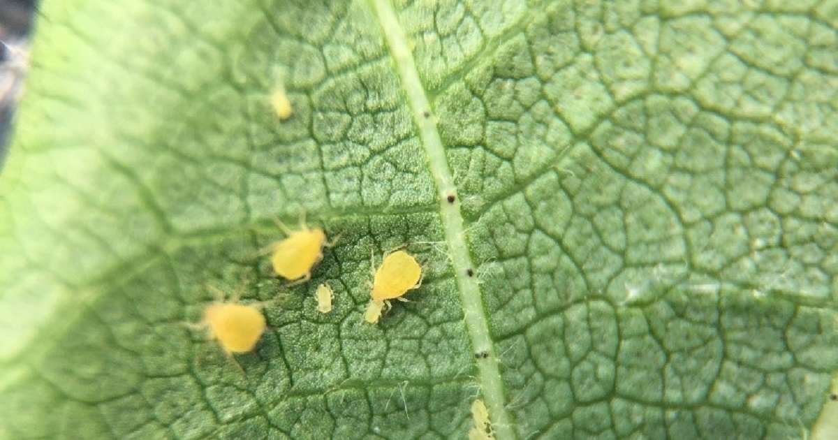 This agronomic image shows aphids