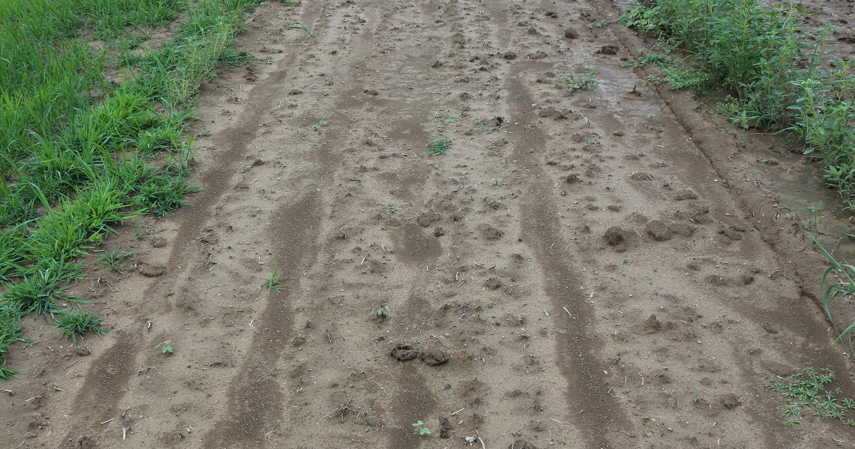 This agronomic image shows bare ground weed control comparisons
